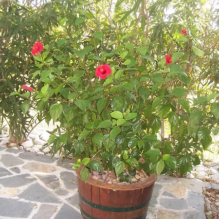 Διαμέρισμα Sirines Πρίνος